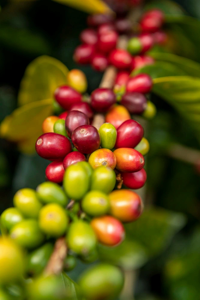 une belle grappe de crises de café encore attachées sur son caféier vue en plan rapproché