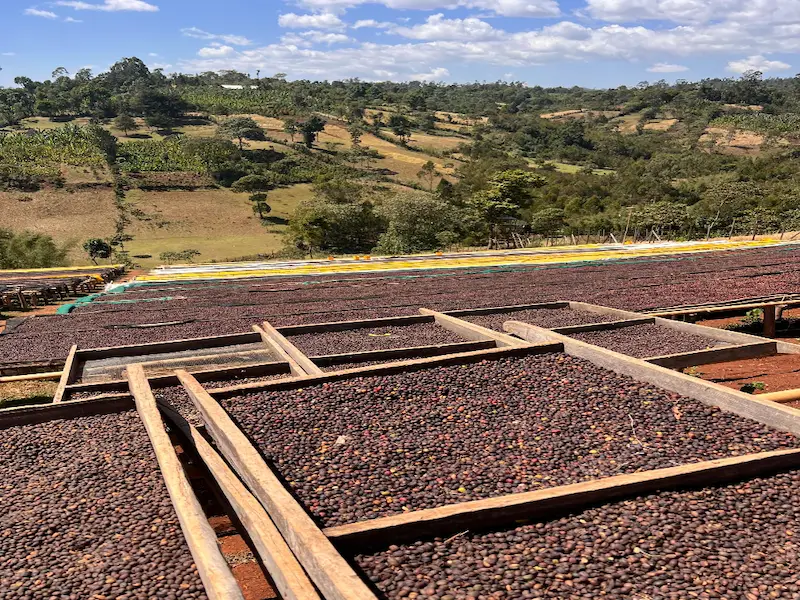des milliers de cerises de café en train de sécher au soleil dans des bacs