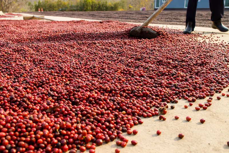 des milliers de cerises de café en train de sécher au sol