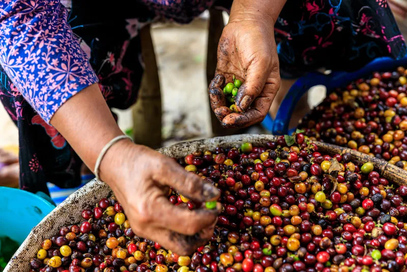les mains d'une femme triant des cerises de café dans un panier