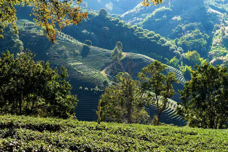 le paysage d'une culture de caféier