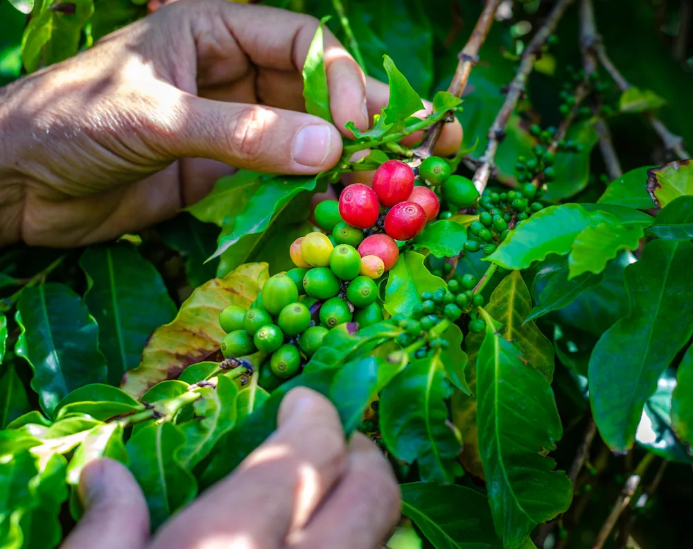 une grappe de cerises de café encore sur son caféier saisie délicatement par deux mains
