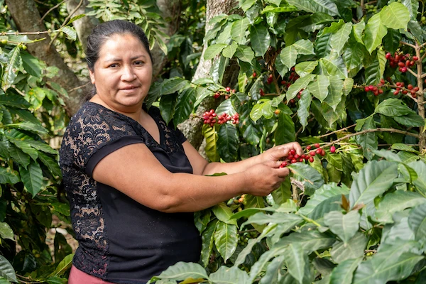 la productrice Camila Torres de Colombie qui cueille des cerises de café