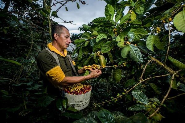 le producteur Santiago Ramirez de Colombie qui cueille des cerises de café