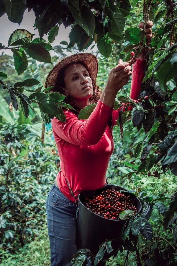 la productrice Ana Martinez du Salvador concentrée à cueillir des cerises de café