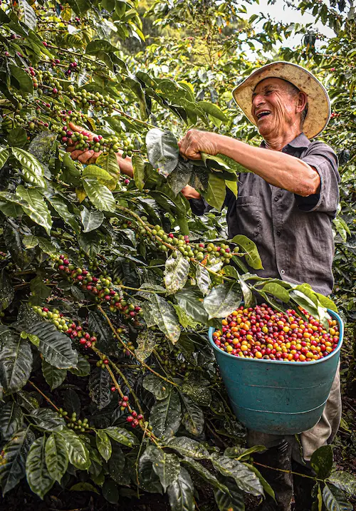 le producteur souriant Carlos Hernandez du Salvador en train de cueillir des cerises de café