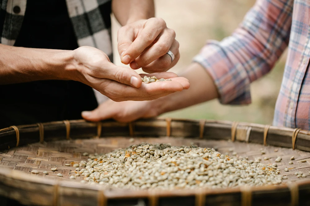 un gros plan sur les mains de deux personnes sélectionnant des grains de café dans un panier
