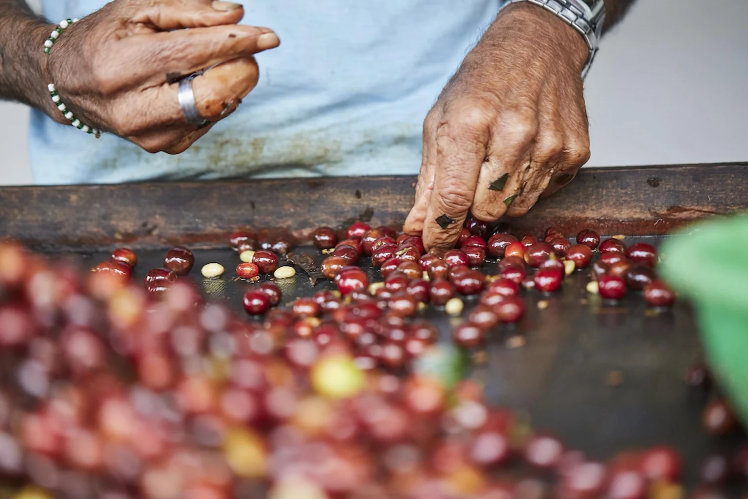 des mains âgées et féminine qui trient des cerises de café rouge