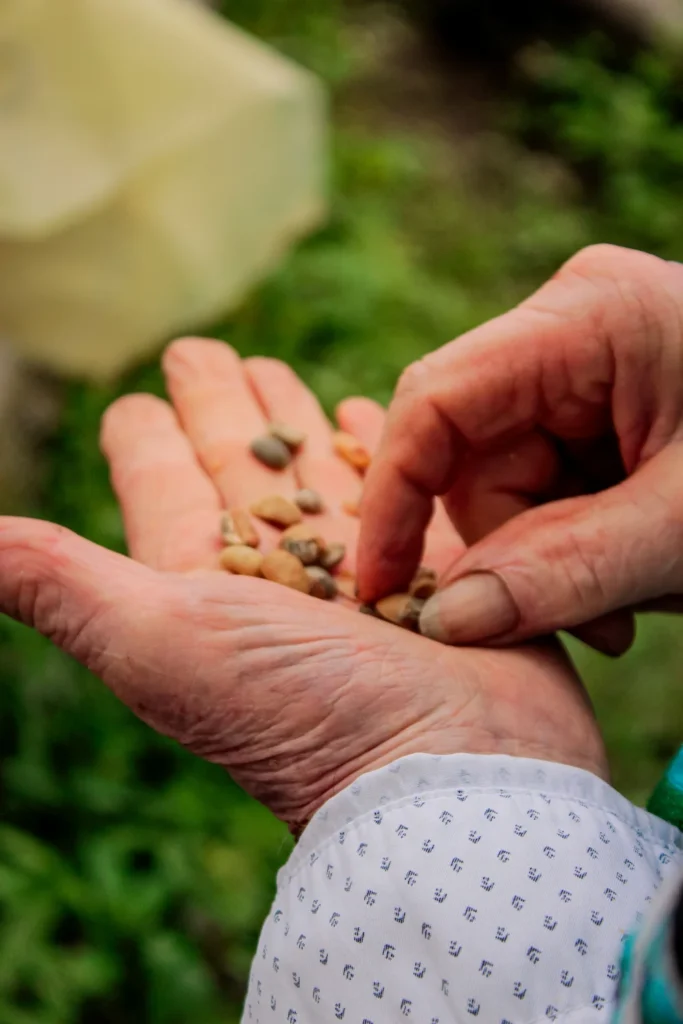 des grains de cafés dans une main, saisis par les doigts de l'autre main